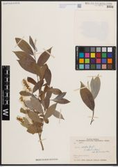 Foto von Salix excelsa S. G. Gmel.